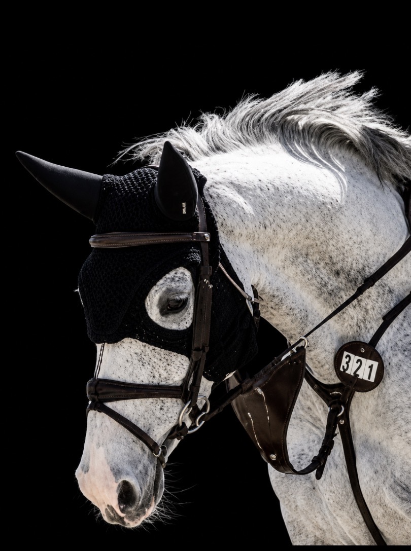 Limelight — Stapley Lodge show jumping horse portrait