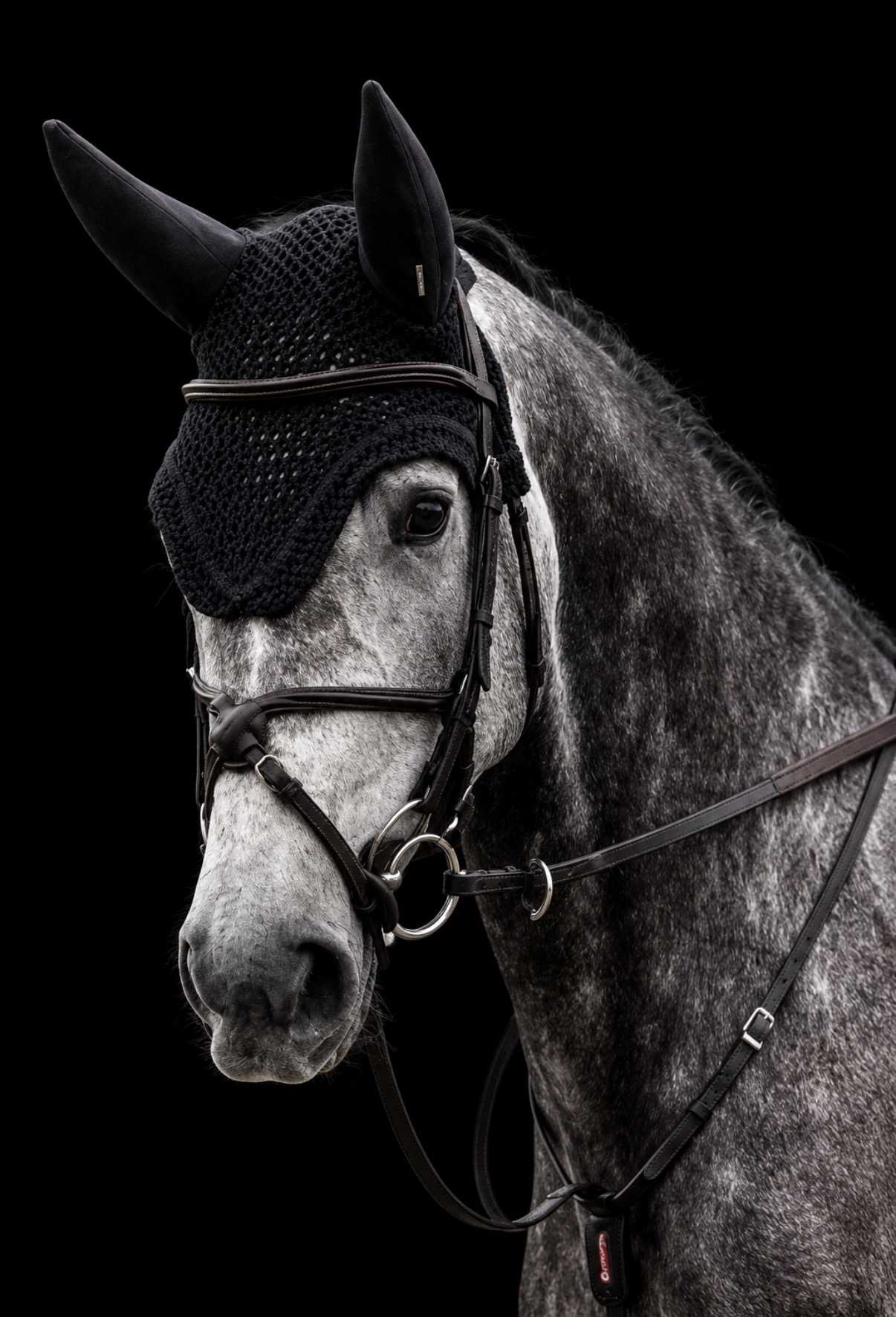 Maradessa — Stapley Lodge show jumping horse portrait